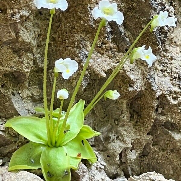 Pinguicula alpina Flor