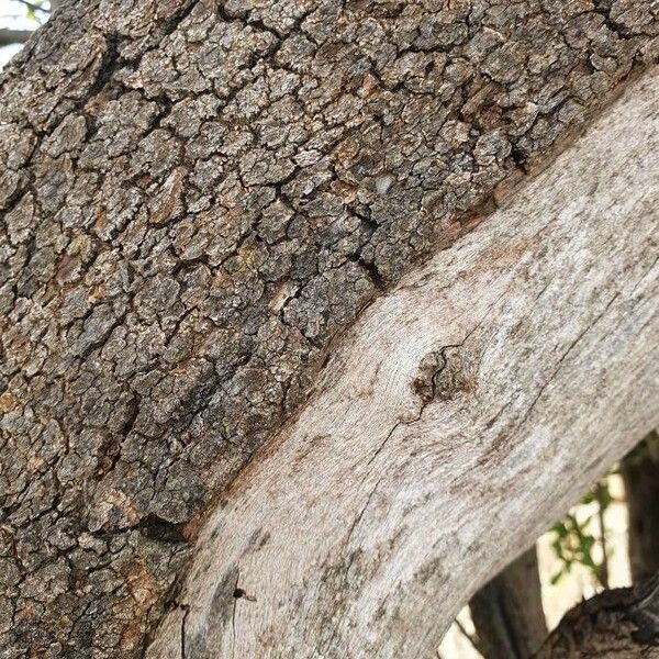 Ozoroa insignis Bark