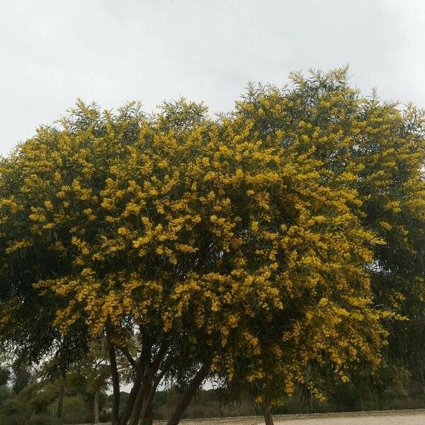 Acacia retinodes Кветка