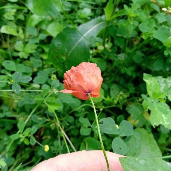 Papaver dubium Flower