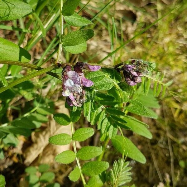 Vicia sylvatica Floare