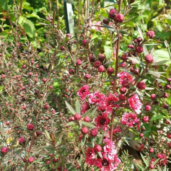 Leptospermum scoparium Květ