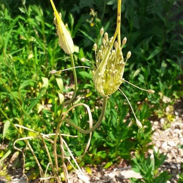 Allium paniculatum Habit