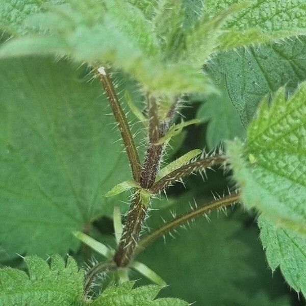 Urtica urens خشب