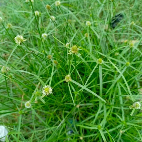 Cyperus brevifolius Blomst