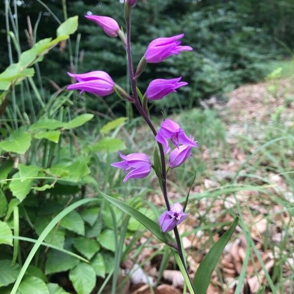 Cephalanthera rubra ᱵᱟᱦᱟ