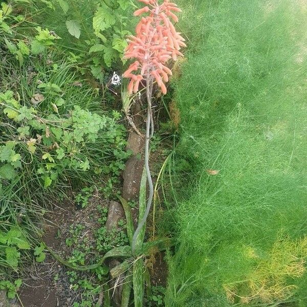 Aloe amudatensis Elinympäristö