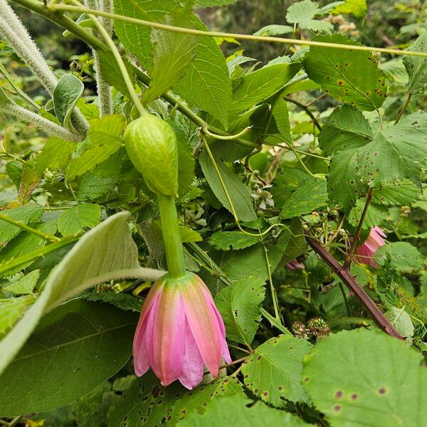 Passiflora tripartita Flower