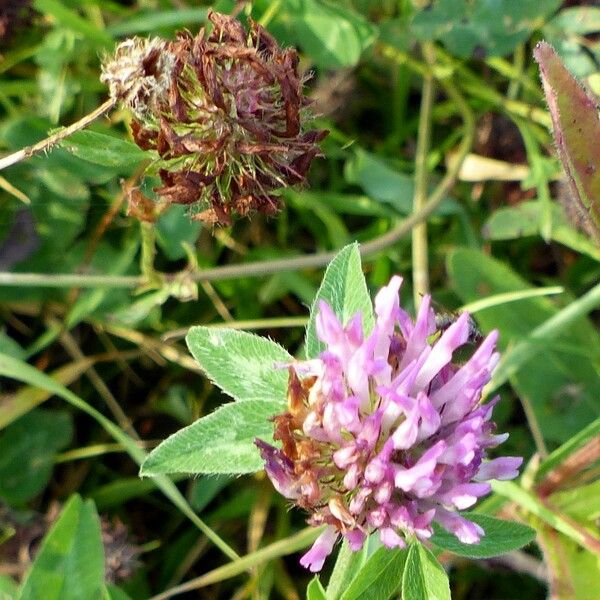 Trifolium pratense Цветок