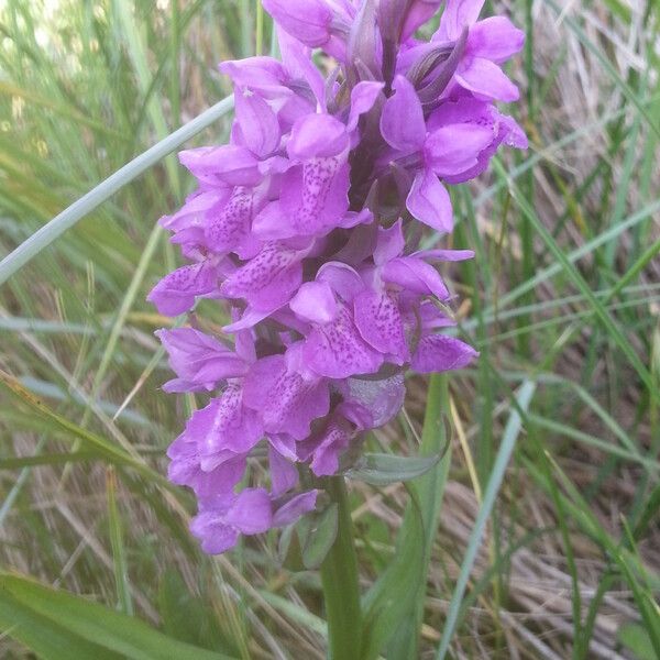 Dactylorhiza praetermissa Other