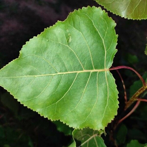 Populus nigra Φύλλο