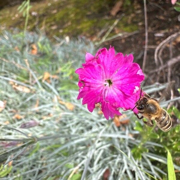 Dianthus gratianopolitanus Flower