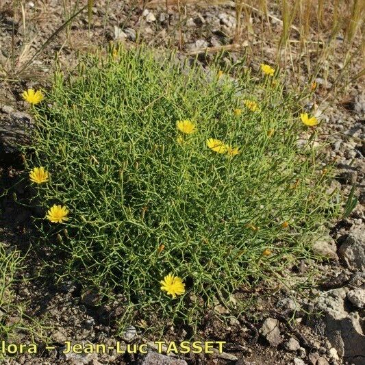 Launaea lanifera Συνήθη χαρακτηριστικά