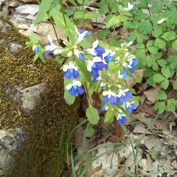 Collinsia verna फूल