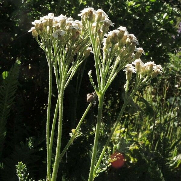 Achillea pannonica Цветок