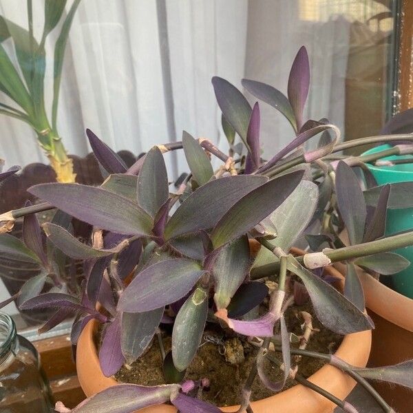 Tradescantia pallida Leht