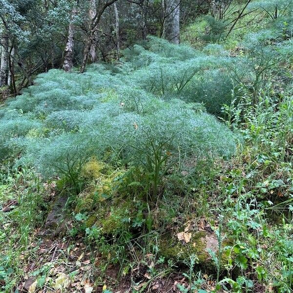 Ferula communis Habitus