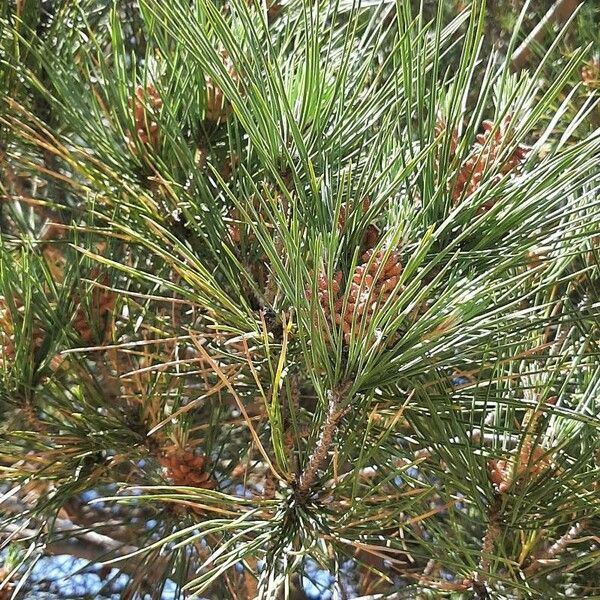 Pinus pinea Leaf