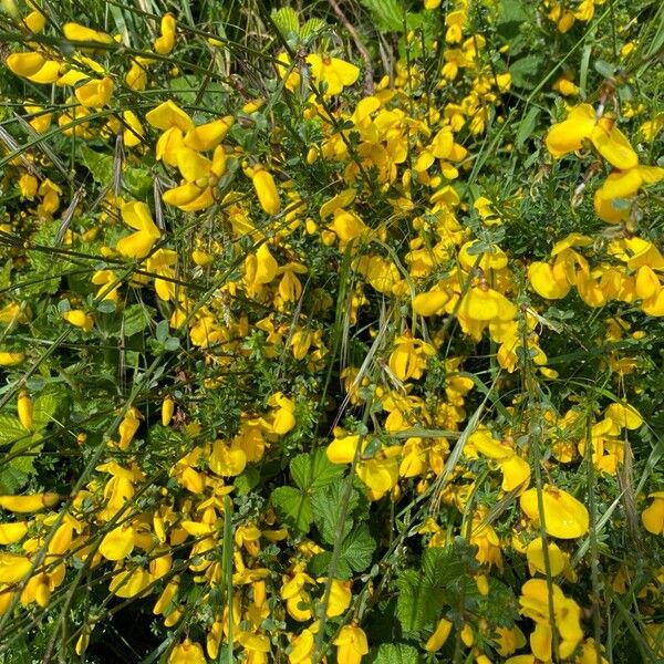 Cytisus striatus Blüte