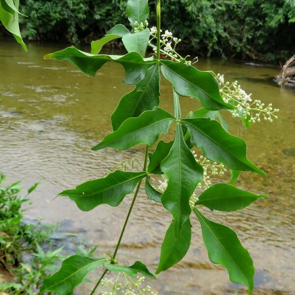 Premna serratifolia 叶