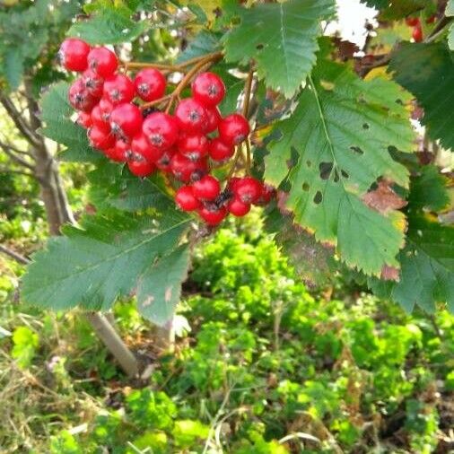 Sorbus intermedia Fruit