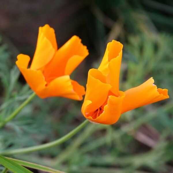 Eschscholzia californica പുഷ്പം