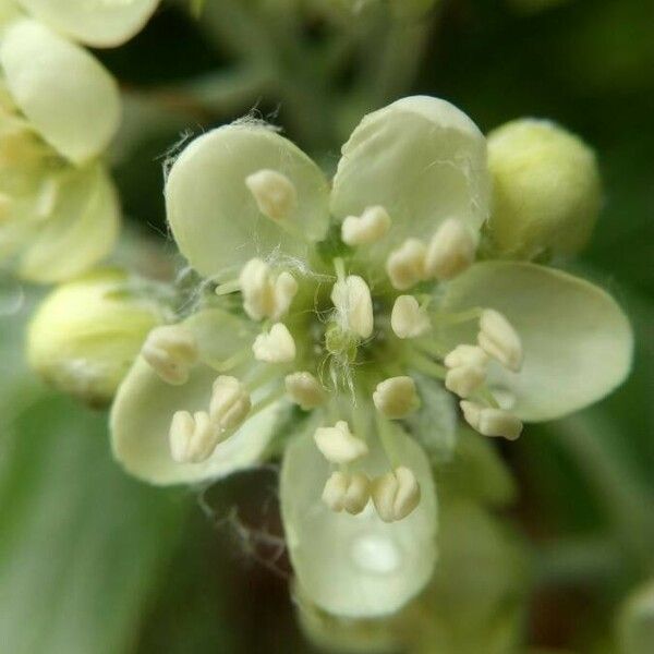 Sorbus domestica Çiçek