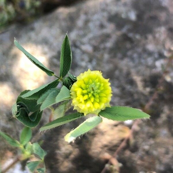 Trifolium campestre Flower