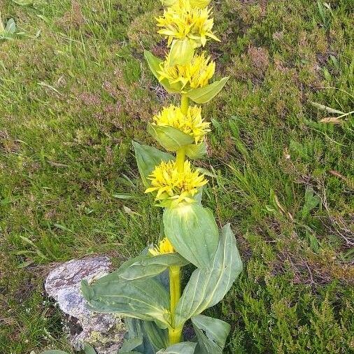 Gentiana lutea Flower