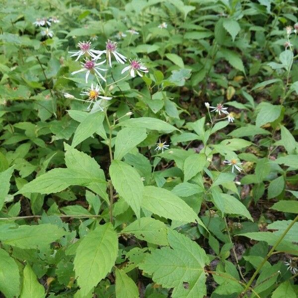 Oclemena acuminata Blad