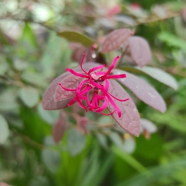 Loropetalum chinense 花