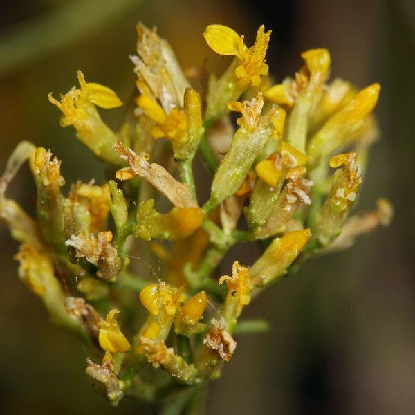 Gutierrezia microcephala Flor