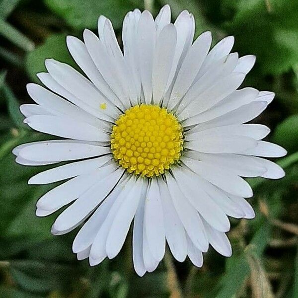 Bellis annua Cvet