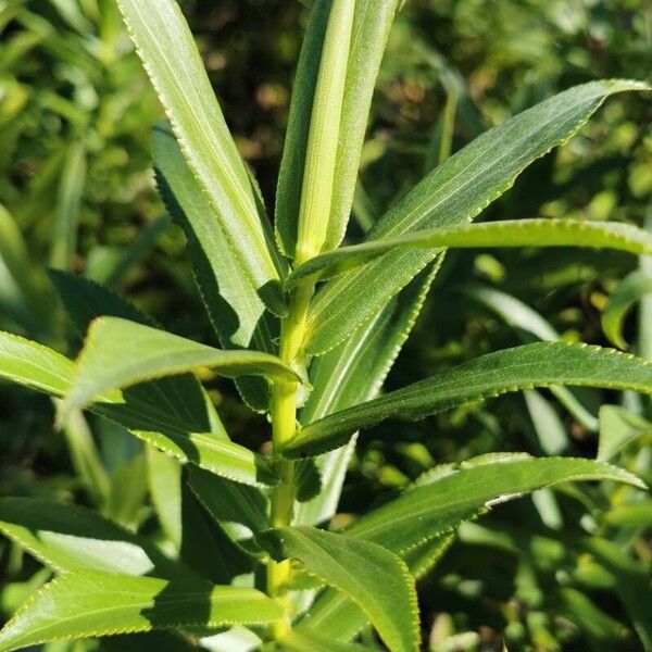 Faujasia salicifolia Φύλλο