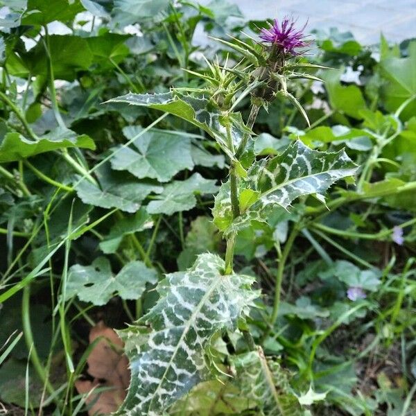 Silybum marianum Hábitos