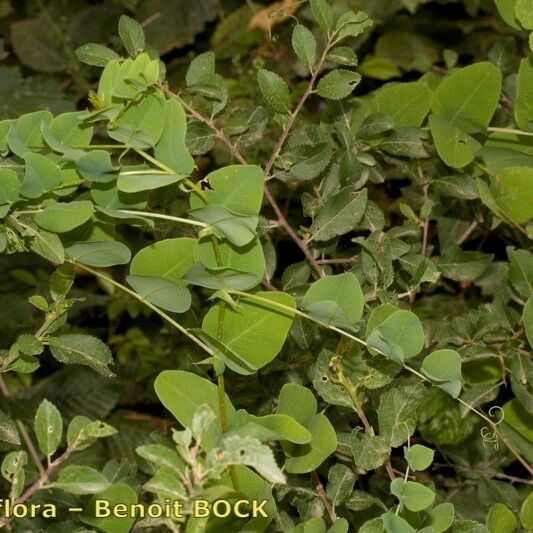 Vicia pisiformis Habitus