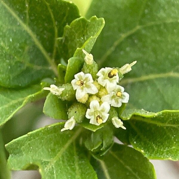 Acanthospermum australe Floare