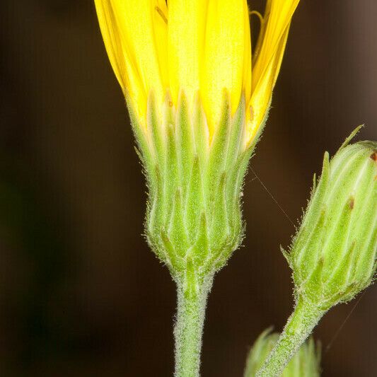 Hieracium sabaudum Kwiat