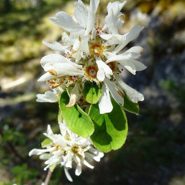 Amelanchier ovalis Λουλούδι