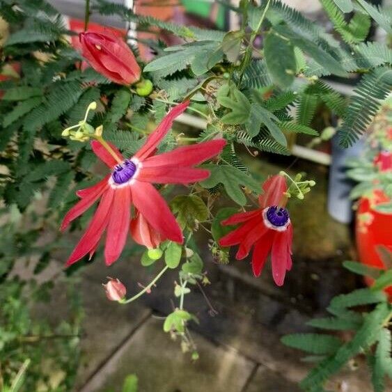 Passiflora manicata 花