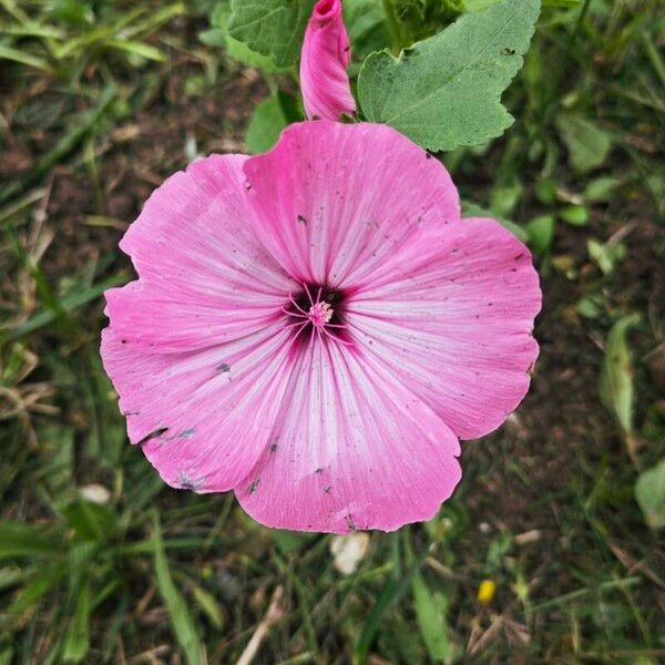 Malva trimestris फूल