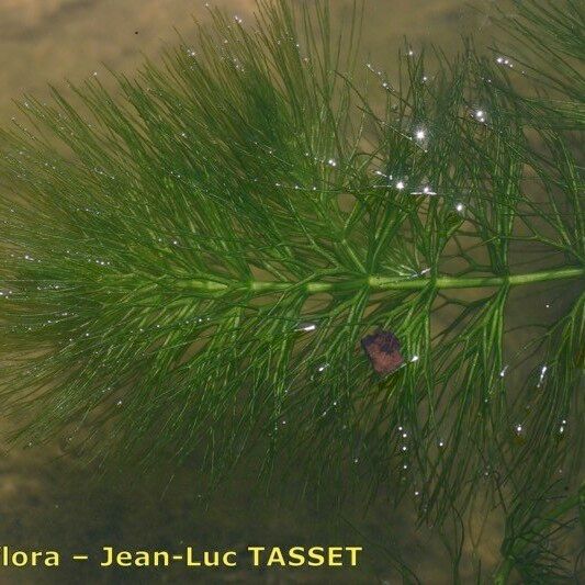 Ceratophyllum submersum পাতা