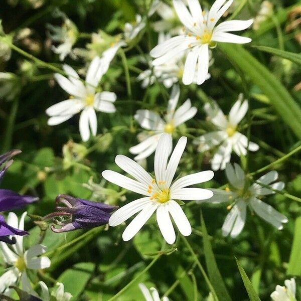 Stellaria palustris Kvet