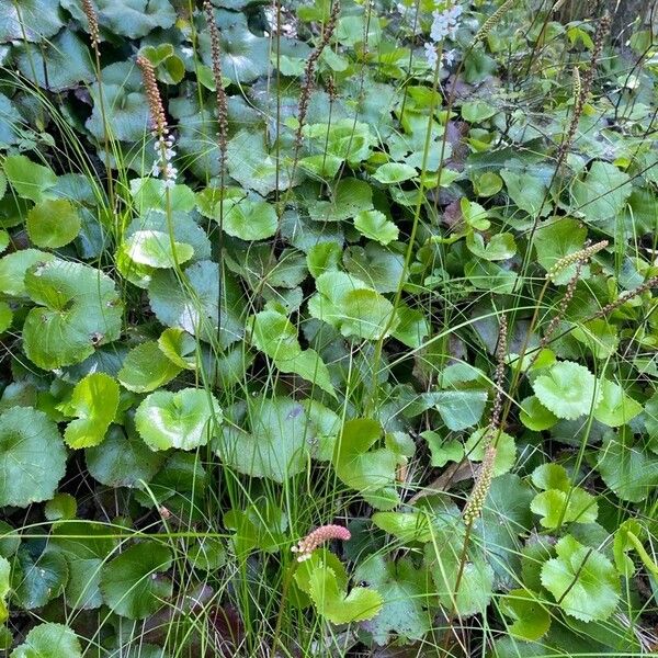 Galax urceolata Hoja