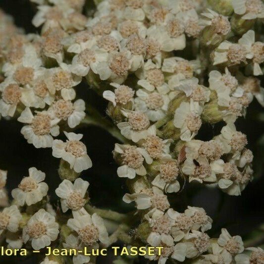 Achillea crithmifolia Flower