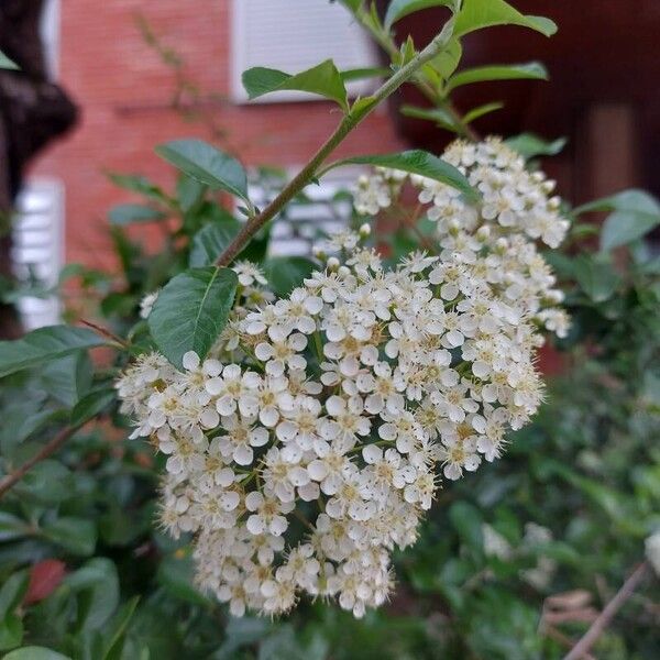 Pyracantha coccinea Цветок