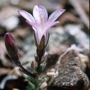 Ravenella sharsmithiae