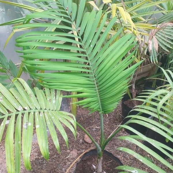 Gaussia maya Leaf