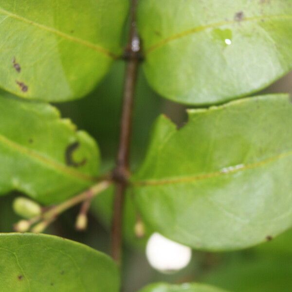 Chiococca alba Leaf