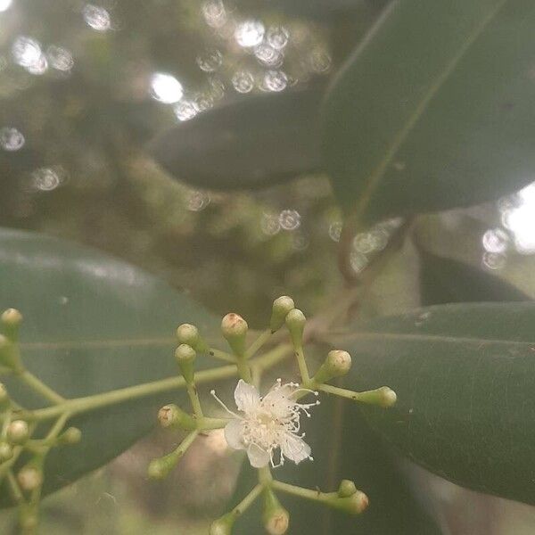 Pimenta racemosa Fleur